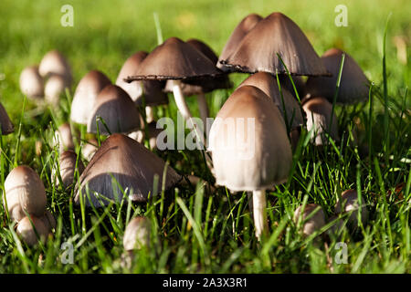 Partite di funghi selvatici crescendo insieme sul prato Foto Stock