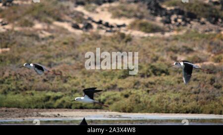 Black-winged Stilt (Himantopus himantopus) in volo sulla isola di Lobos, Fuerteventura, Spagna Foto Stock