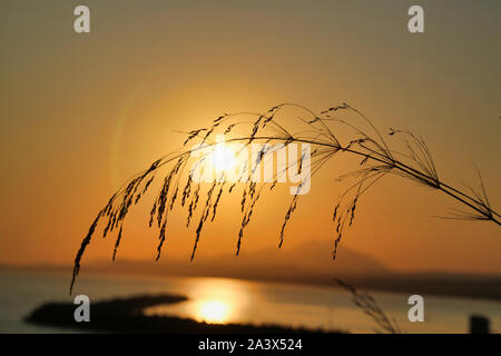 Piume di segale contro un sunrise Foto Stock