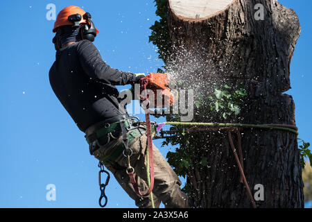 L'uomo nelle imbracature di sicurezza e nel casco taglia grandi sezioni di albero con motosega. Foto Stock