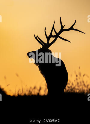 Elk silhouette su una montagna al tramonto Foto Stock