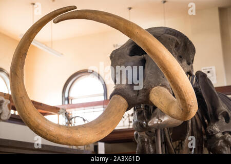 Rutgers Geology Museum mastodon scheletro in mostra Foto Stock