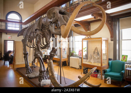Rutgers Geology Museum mastodon scheletro in mostra Foto Stock