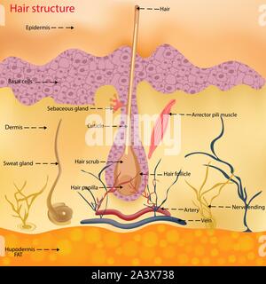 La struttura anatomica di capelli sulla testa di una persona sotto un microscopio di close-up. Illustrazione Vettoriale. Capelli sotto la pelle. Illustrazione Vettoriale