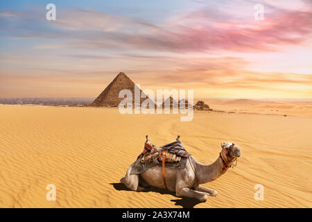 Carino il cammello di fronte alla Piramide di Menkaure complessa, Giza, il Cairo, Egitto Foto Stock