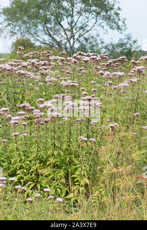 La canapa agrimonia, Eupatorium cannabinum, Levin giù, Sussex, Regno Unito, Agosto, Foto Stock