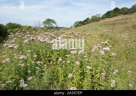 Vista della canapa agrimonia, Eupatorium cannabinum, su Levin giù, South Downs National Park, Regno Unito, Agosto, Foto Stock