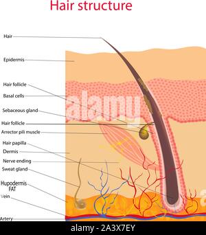 La struttura anatomica di capelli sulla testa di una persona sotto un microscopio di close-up. Illustrazione Vettoriale. Illustrazione Vettoriale