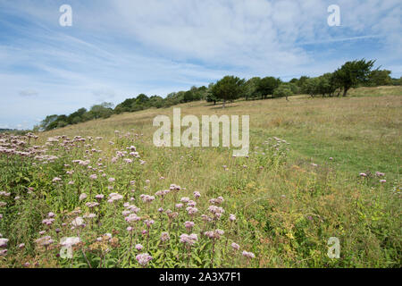 Vista della canapa agrimonia, Eupatorium cannabinum, su Levin giù, South Downs National Park, Regno Unito, Agosto, Foto Stock