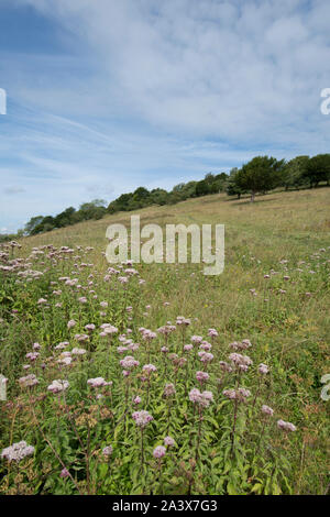 Vista della canapa agrimonia, Eupatorium cannabinum, su Levin giù, South Downs National Park, Regno Unito, Agosto, Foto Stock