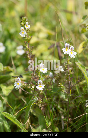 Eyebright, euphrasia officinalis, Levin giù, Sussex, Regno Unito, Agosto, Foto Stock