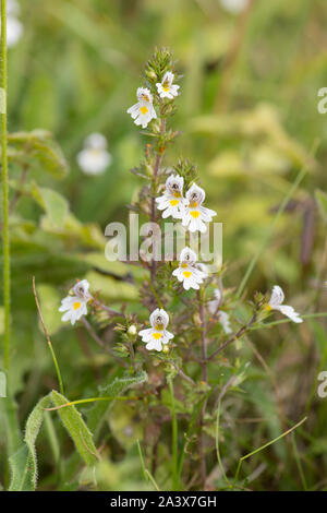 Eyebright, euphrasia officinalis, Levin giù, Sussex, Regno Unito, Agosto, Foto Stock