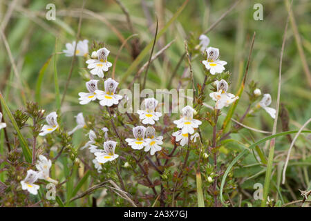 Eyebright, euphrasia officinalis, Levin giù, Sussex, Regno Unito, Agosto, Foto Stock