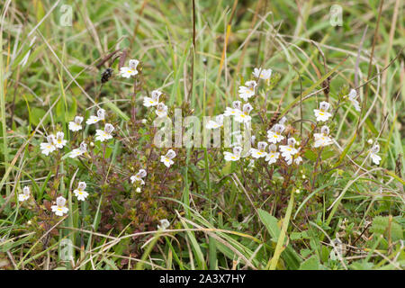 Eyebright, euphrasia officinalis, Levin giù, Sussex, Regno Unito, Agosto, Foto Stock