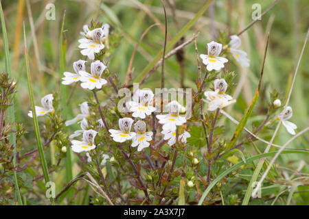 Eyebright, euphrasia officinalis, Levin giù, Sussex, Regno Unito, Agosto, Foto Stock