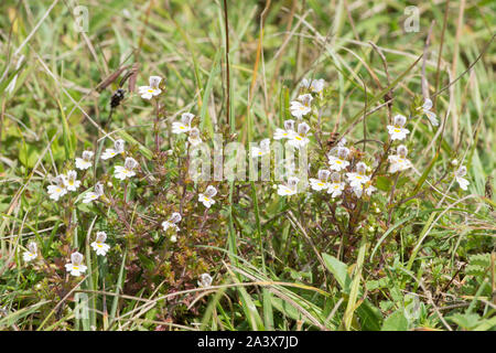 Eyebright, euphrasia officinalis, Levin giù, Sussex, Regno Unito, Agosto, Foto Stock