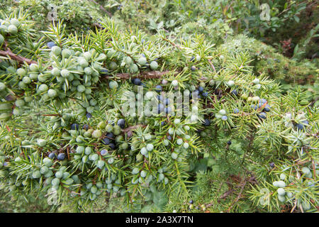 Bacche di ginepro, Juniperus communis, ramo pieno, Levin giù, Sussex, Regno Unito, Agosto, Foto Stock