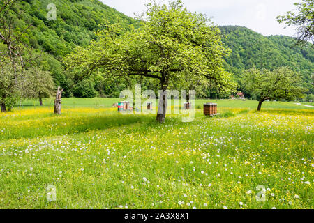 Prato primavera con case di bee Foto Stock