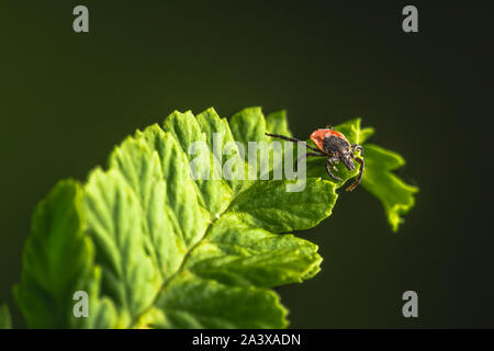 Femmina del tick seduto su una foglia, sfondo verde. Una politica europea comune in materia di parassita che attacca anche l'uomo. Foto Stock