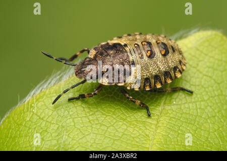 Forest Shieldbug finale ninfa instar (Pentatoma rufipes) a riposo sulla foglia. Tipperary, Irlanda Foto Stock