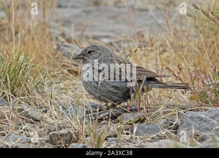 Plumbeous Sierra-finch (Geospizopsis unicolor unicolor) femmina adulta permanente sulla roccia El Yeso valley, Cile Gennaio Foto Stock