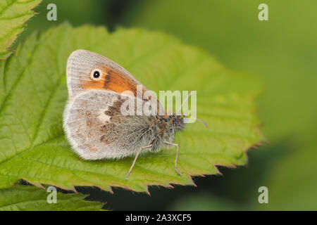 Small Heath butterfly (Coenonympha pamphilus) a riposo sul Rovo foglie. Tipperary, Irlanda Foto Stock