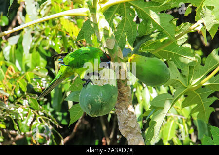 Ouvea parrocchetto (Eunymphicus uvaeensis) mangiare la papaya sulla isola di Ouvea, Isole della Lealtà, Nuova Caledonia. È endemico isola di Ouvea. Foto Stock