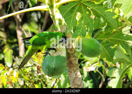 Ouvea parrocchetto (Eunymphicus uvaeensis) mangiare la papaya sulla isola di Ouvea, Isole della Lealtà, Nuova Caledonia. È endemico isola di Ouvea. Foto Stock