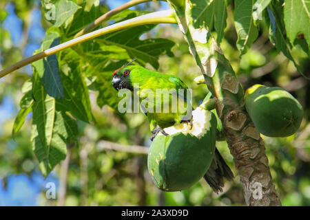Ouvea parrocchetto (Eunymphicus uvaeensis) mangiare la papaya sulla isola di Ouvea, Isole della Lealtà, Nuova Caledonia. È endemico isola di Ouvea. Foto Stock