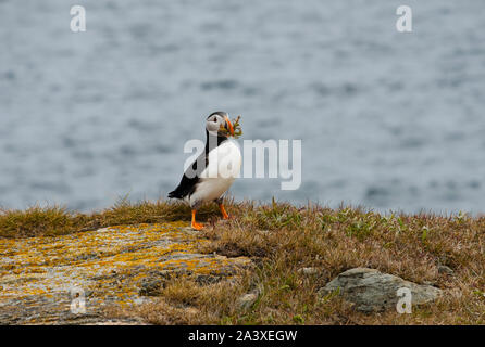 I puffini presso la colonia dei puffini in Elliston, Terranova Foto Stock