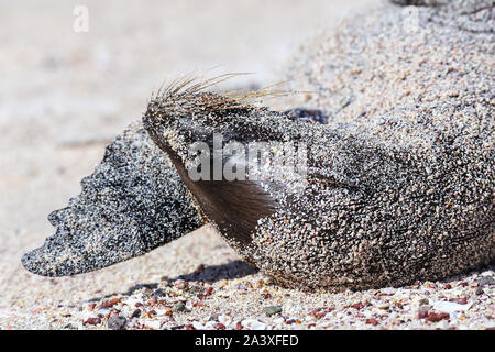 Chiudere la vista delle Galapagos sea lion giacente in sabbia sull'Isola Espanola, Galapagos National Park, Ecuador. Questi leoni di mare esclusivamente di razza nella Galapagos Foto Stock