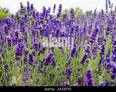 Genuine Lavanda, pianta medicinale Foto Stock