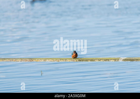 I capretti maschio Kingfisher (Alcedo atthis) con un pesce Foto Stock