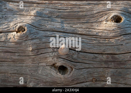 Driftwood sulla spiaggia a Spencer Spit parco statale, Lopez Island, le Isole San Juan, Washington. Foto Stock