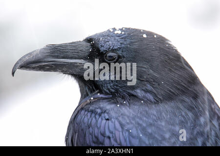 Ritratto di comune corvo imperiale (Corvus corax) durante la nevicata Foto Stock