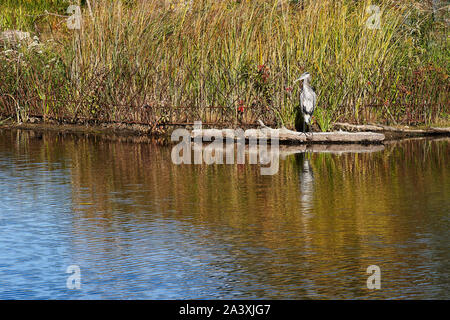 Heron in piedi dall'acqua, Chicago Foto Stock