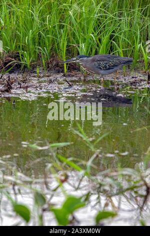 Airone striato, riserva naturale delle paludi di KAW, ROURA, Guiana francese, Dipartimento d'oltremare, SUD AMERICA, Francia Foto Stock