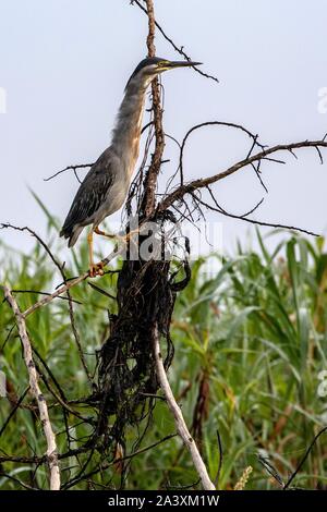 Airone striato, riserva naturale delle paludi di KAW, ROURA, Guiana francese, Dipartimento d'oltremare, SUD AMERICA, Francia Foto Stock