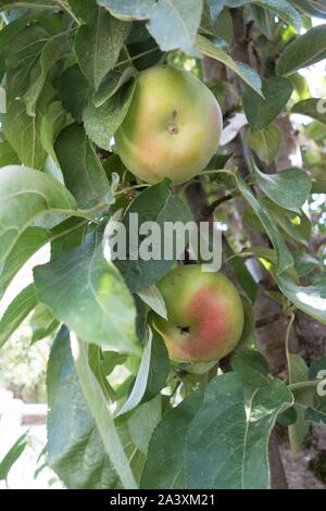 Malus domestica 'Northpole' albero della mela. Foto Stock