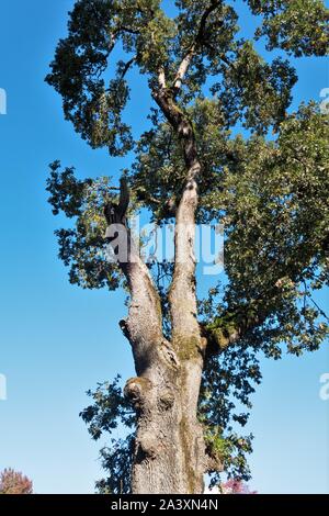 Quercus garryana - Oregon White Oak tree. Foto Stock