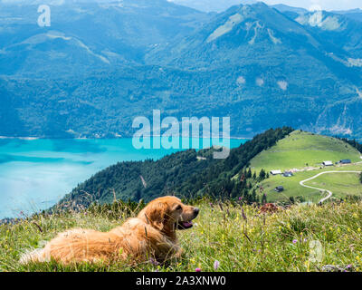 Cane si prende una pausa nel Salzkammergut Foto Stock