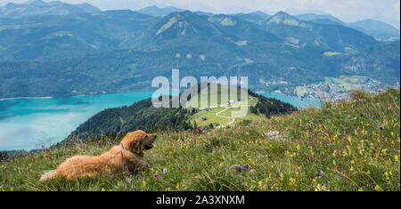 Cane si prende una pausa nel Salzkammergut Foto Stock