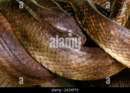 Brown Tree Snake, Guam Micronesia; introduzione accidentale e predatore su native popolazioni di uccelli. Nativo di Isole Salomone. #7284-0112 Foto Stock