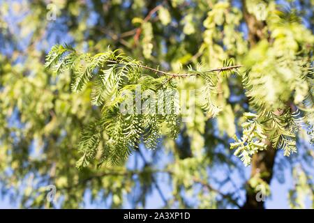 Metasequoia glyptostroboides - l'alba albero di sequoia. Foto Stock