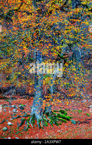 Autunno in Chenarbon Foto Stock