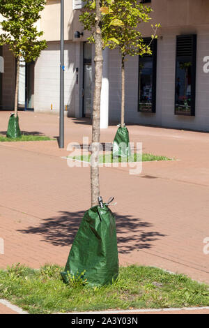 Sacchetti di irrigazione, per la fornitura di acqua per alberi in letti o street alberi, bassa durante i periodi di pioggia, siccità, Foto Stock