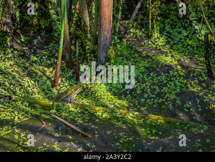 Adulto Northern Leopard (rana Lithobates pipiens) siede in tifa marsh tra lenticchie d'acqua, Castle Rock Colorado US. Foto scattata in agosto Foto Stock