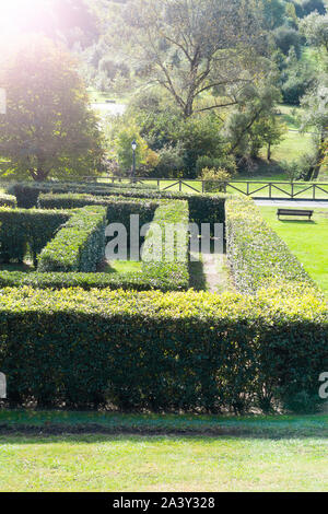 Un labirinto di verde ma ingiallimento cespugli in un parco con molti alberi e vegetazione. Il concetto di entanglement nei rapporti Foto Stock
