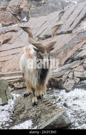 Markhor (capra falconeri) sulle rocce con sfondo di neve cercando di a è Foto Stock