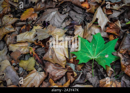 Foglia verde sul secco Foglie di autunno Foto Stock